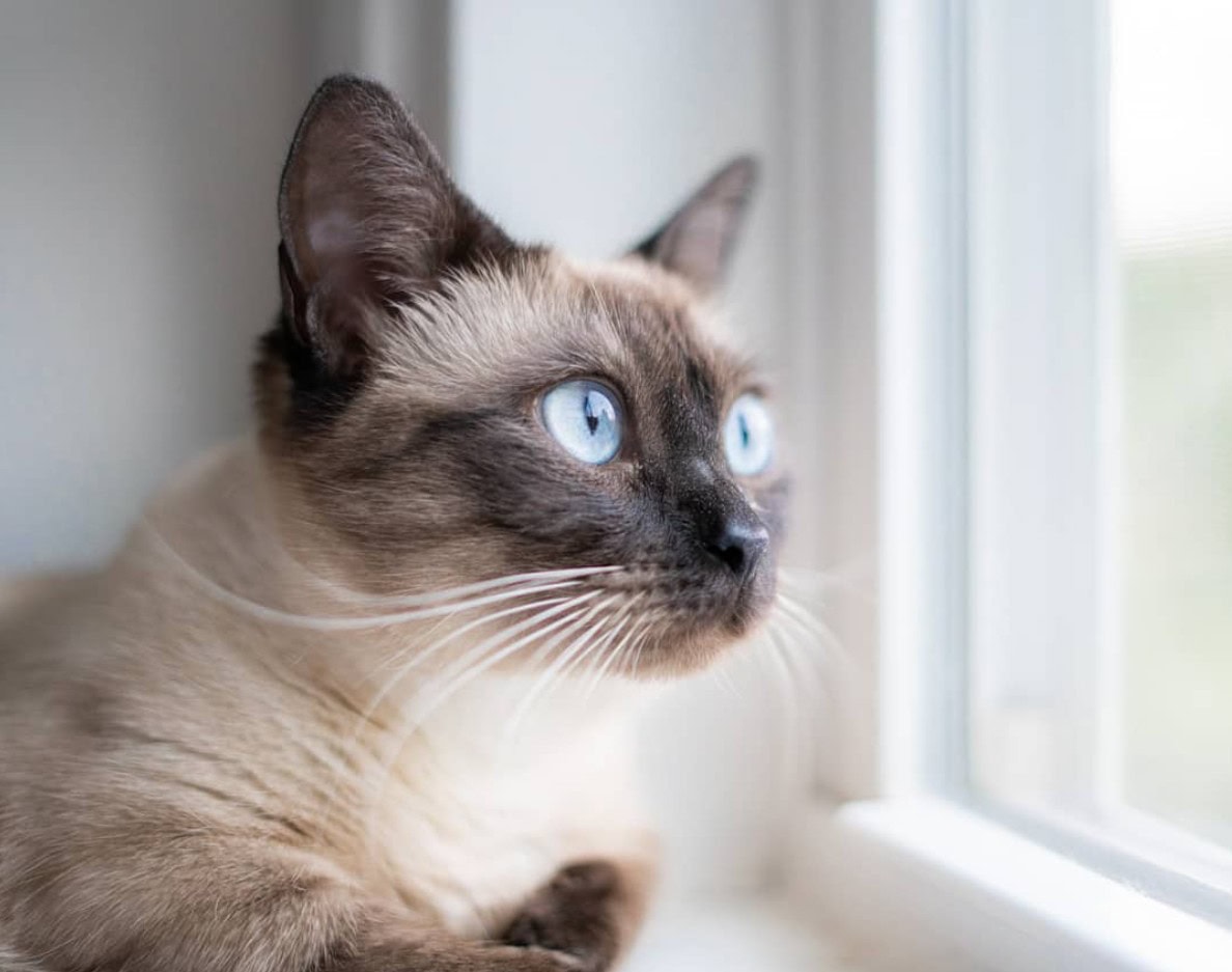 siamese munchkin mix cat looking out of the window