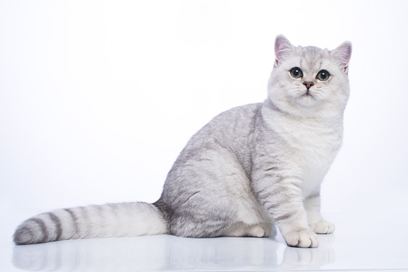 silver chinchilla british shorthair cat