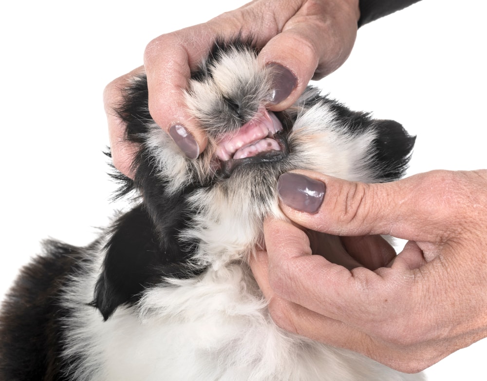 teeth of shih tzu puppy