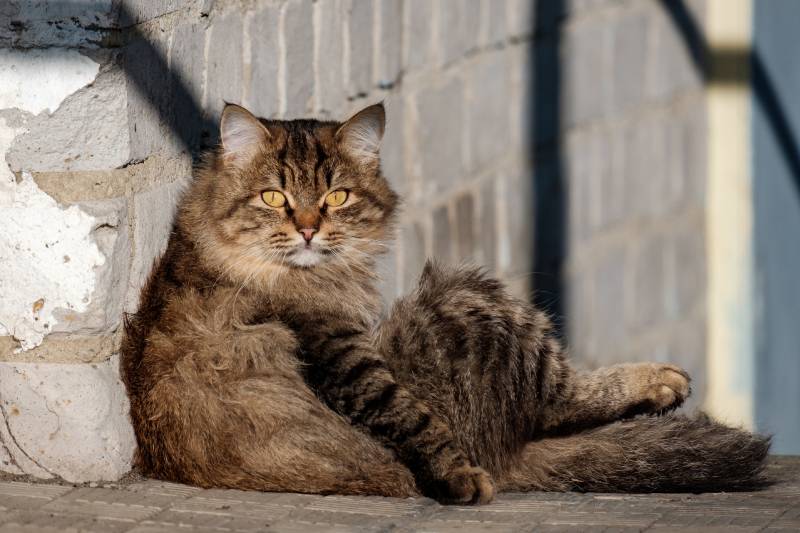 the cat sitting against the wall looks like a person into the frame