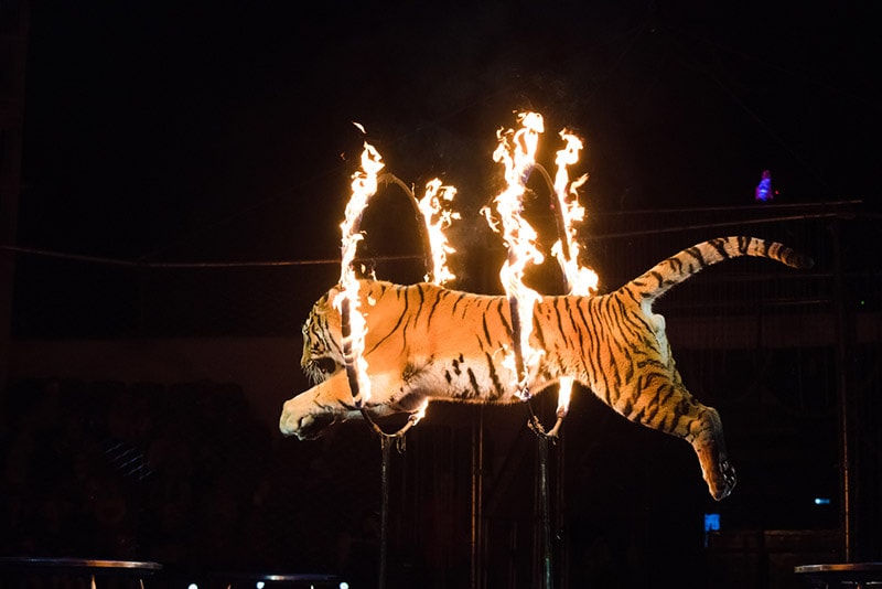 tiger jumps through fire in circus