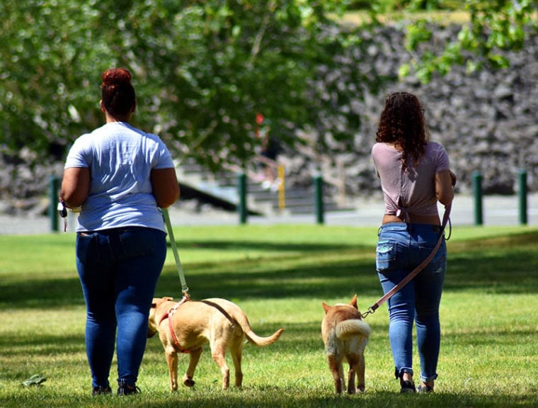 How Much Are Pet Sitting Rates in 2026? (Hourly & Daily Averages ...