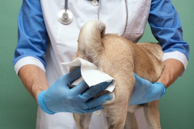 Visual Reference: What Causes My Dog S Anal Glands To Leak Vet