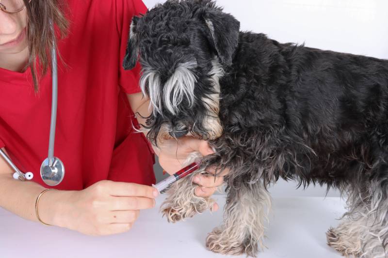 veterinarian conducting a blood test in miniature schnauzer dog
