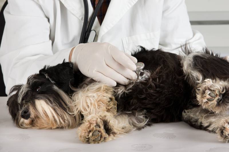 veterinarian examining miniature schnauzer dog with stethoscope