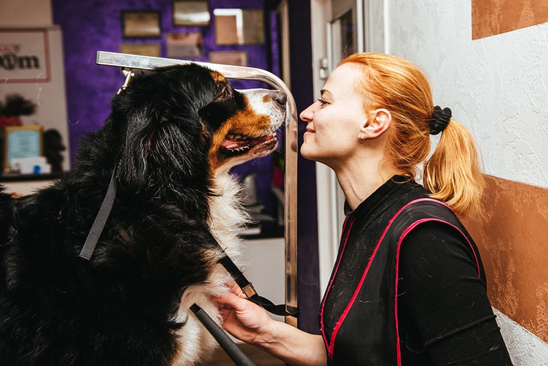 woman grooming bernese mountain dog
