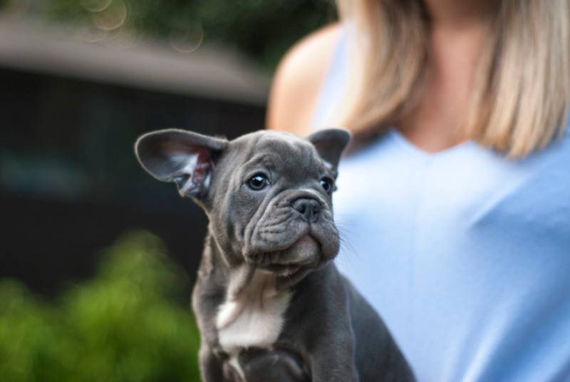woman holding blue boston terrier puppy
