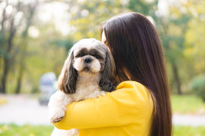 woman holds in her arms hugs and kisses a shih tzu dog in an autumn park