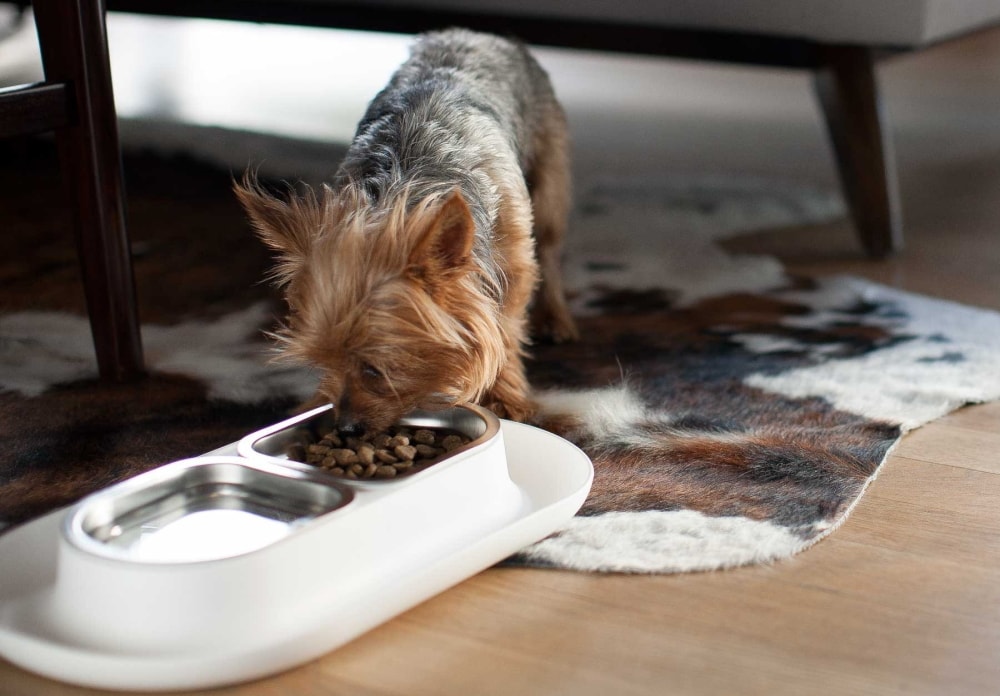 A dog eating from the Hepper Nom Nom dog bowl