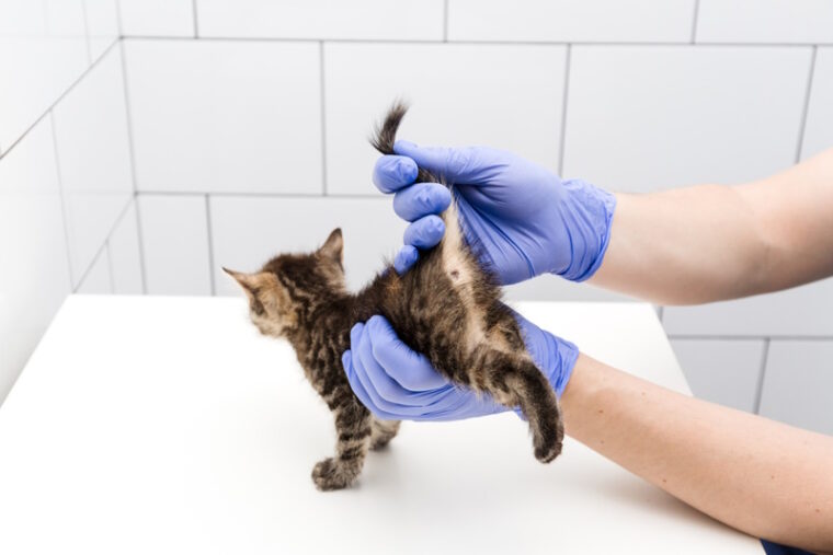 View of Can Cats Get Hemorrhoids? Vet-Reviewed Facts & FAQ | Hepper Pet Resources