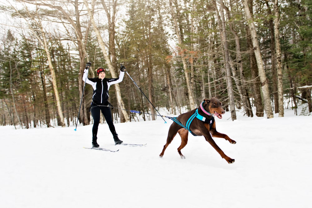 A woman skijoring with a dog