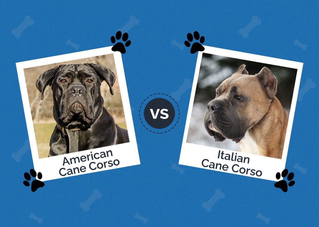 American vs Italian Cane Corso