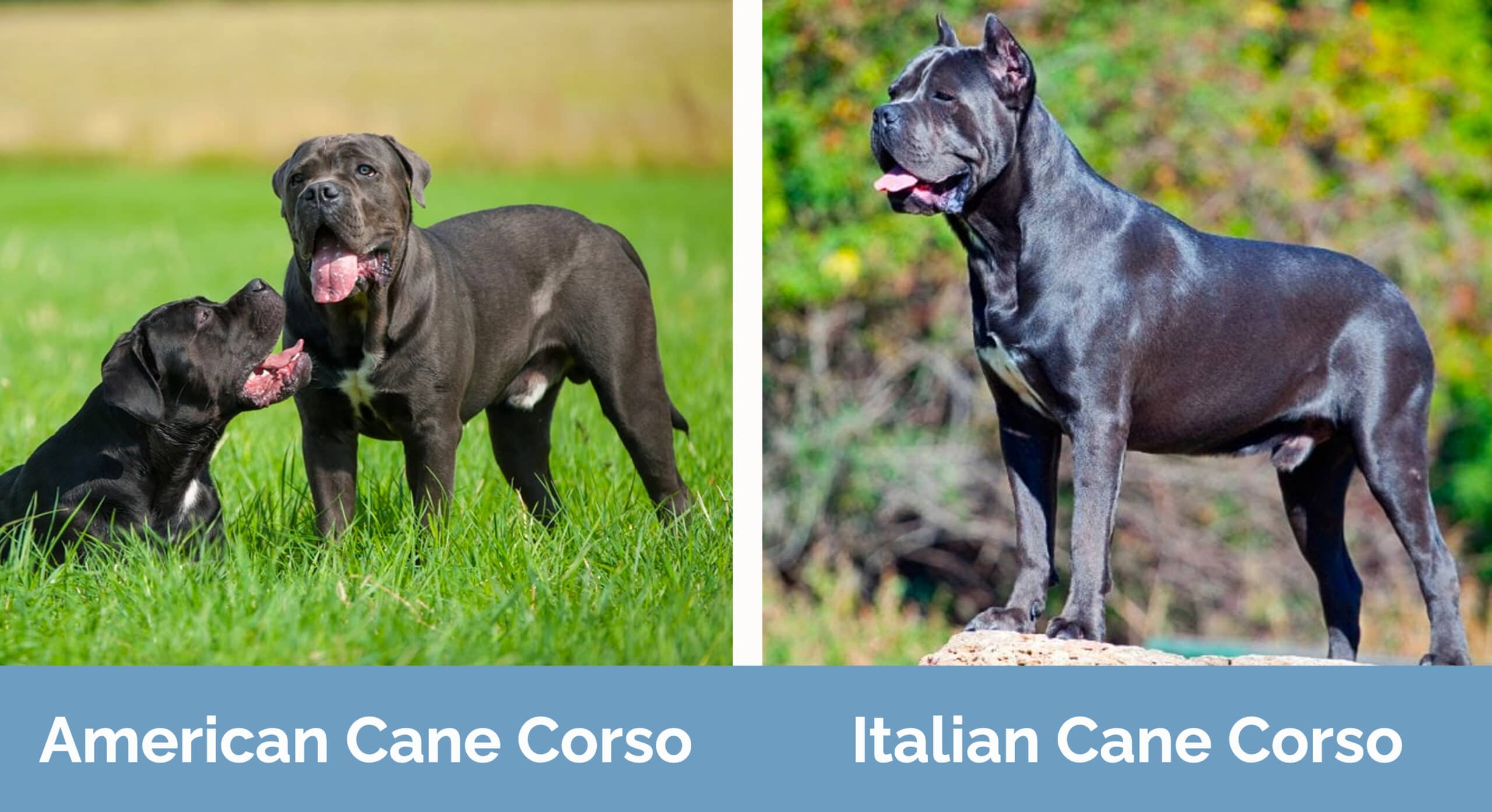 American vs italian cane corso side by side