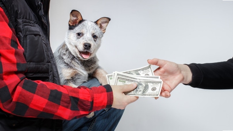 Australian cattle dog sold by breeder to new owner