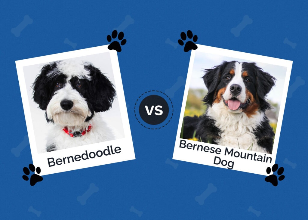 Bernedoodle vs Bernese Mountain Dog