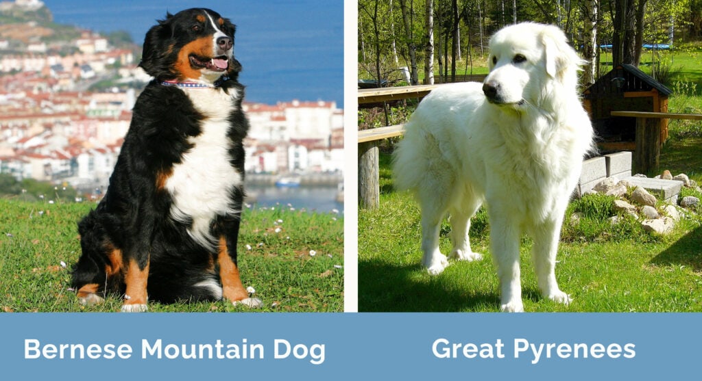 Bernese Mountain Dog vs Great Pyrenees side by side
