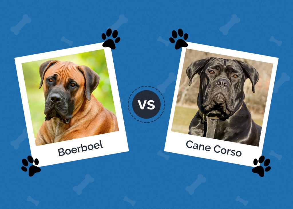 Boerboel vs Cane Corso