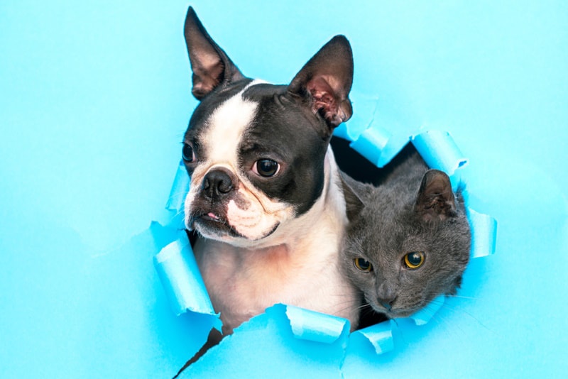 Boston Terrier puppy and gray cat peering through torn wall paper