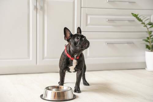 Black Boston Terrier with empty food bowl
