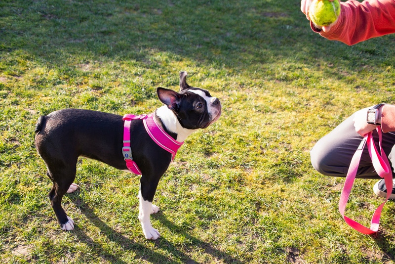 Boston terrier looking attentively at trainer with a ball