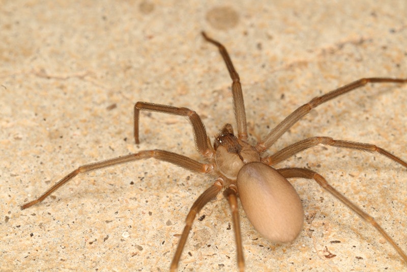 Brown Recluse