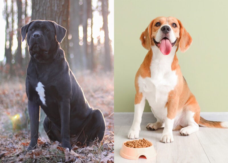 Cane Corso Beagle Side By Side
