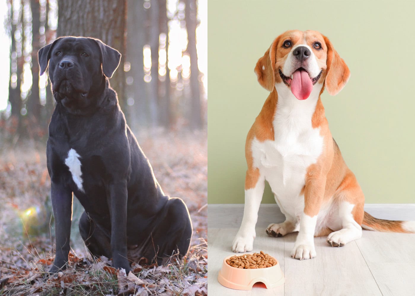 Cane Corso Beagle Side By Side