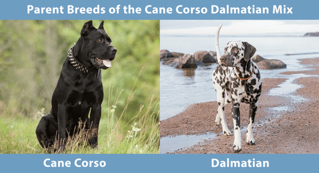 Cane Corso Dalmatian Mix