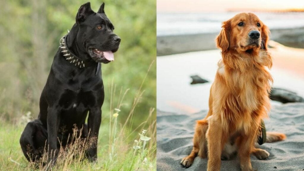 Cane Corso Golden Retriever Mix