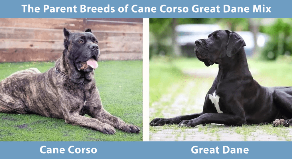 Cane Corso Great Dane Mix