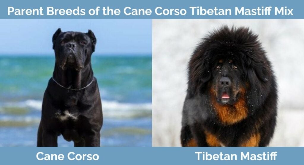 Cane Corso Tibetan Mastiff Mix