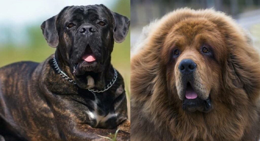 Cartello Di Avviso Cane Tibetan Mastiff, 30x15 Cm, PVC Resistente UV, Con Viti Inox, Fatto In Francia