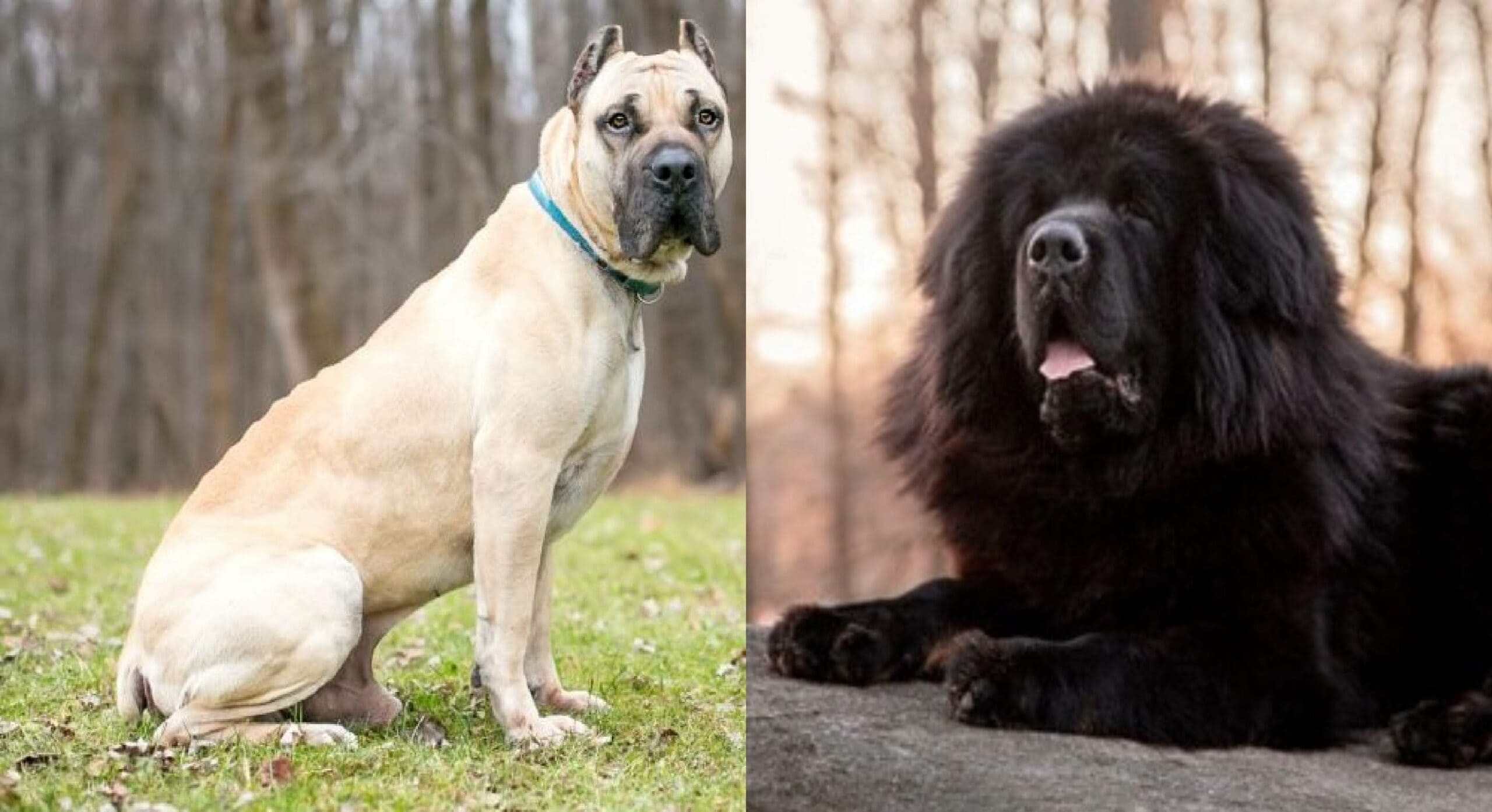 Cane-Corso-Tibetan-Mastiff_SbS1