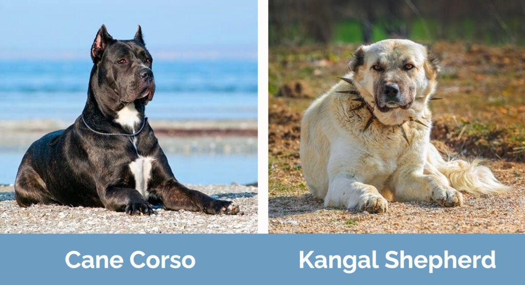 Cane Corso and Kangal Shepherd side by side
