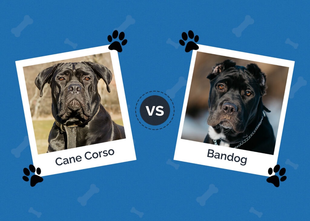 Cane Corso vs Bandog