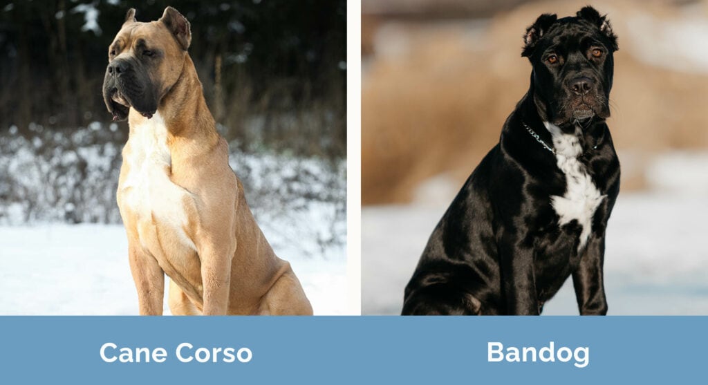 Cane Corso vs Bandog side by side