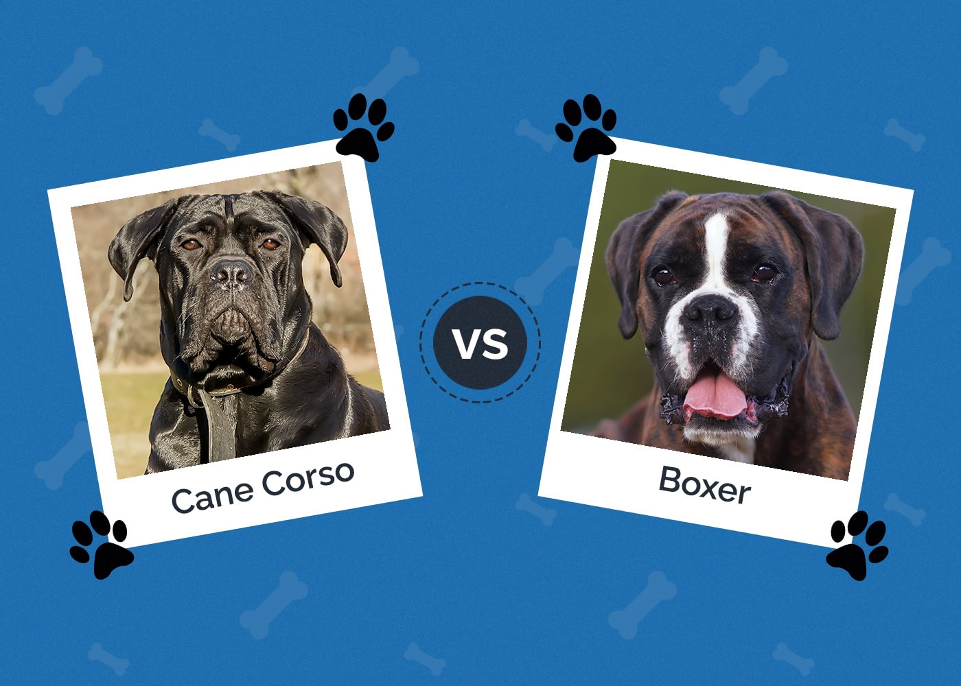 Cane Corso vs Boxer