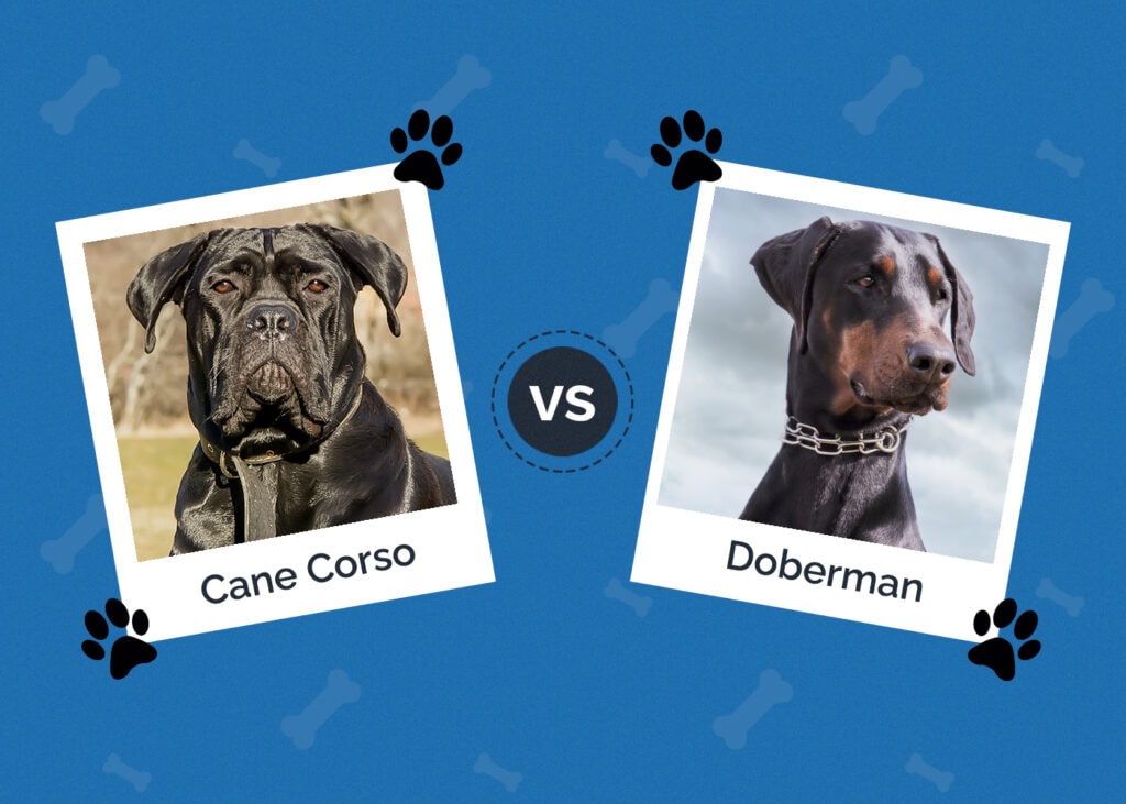Cane Corso vs Doberman
