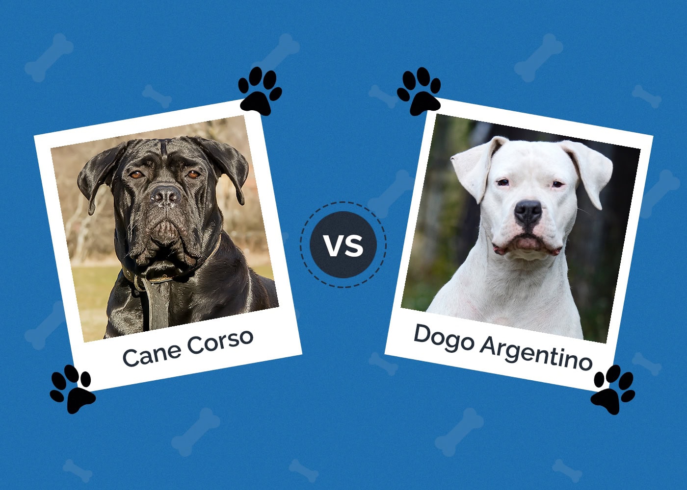 Cane Corso vs Dogo Argentino