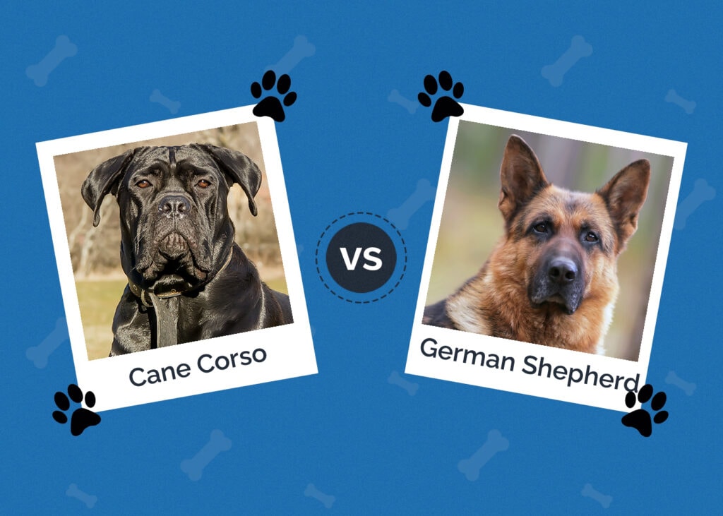Cane Corso vs German Shepherd