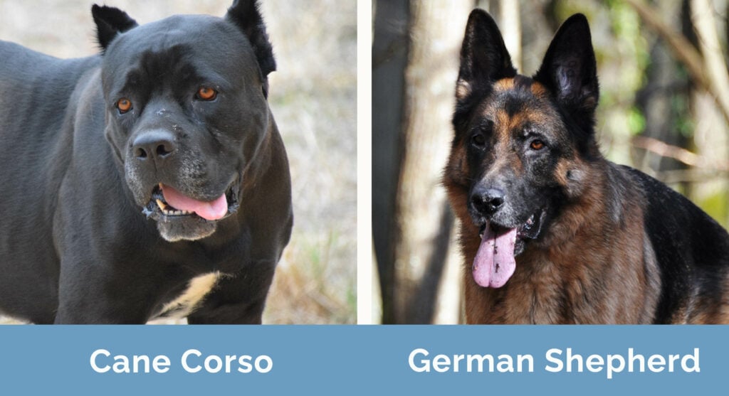 Cane Corso vs German Shepherd side by side