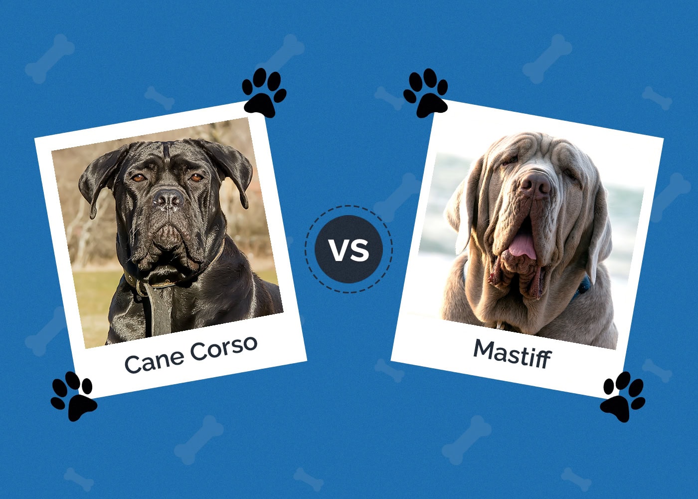 Cane Corso vs Mastiff
