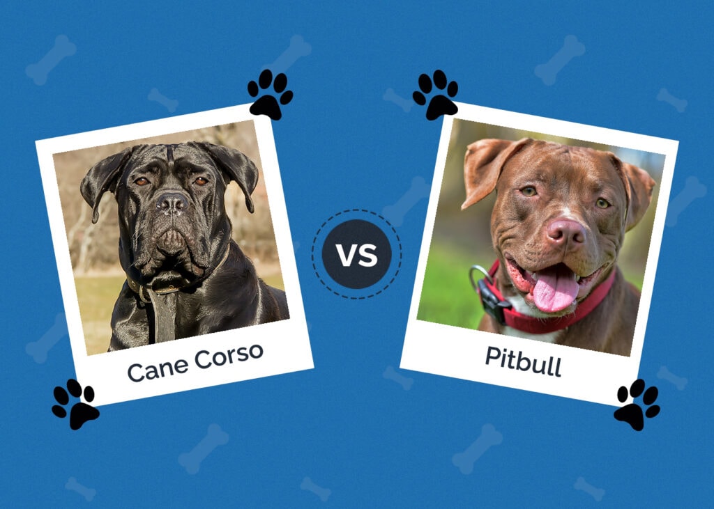 Cane Corso vs Pitbull