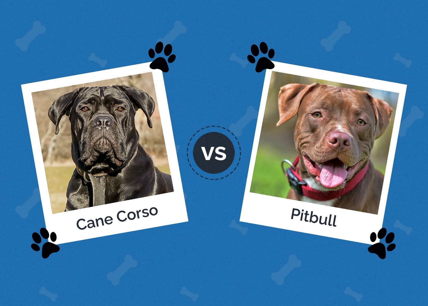 Cane Corso vs Pitbull