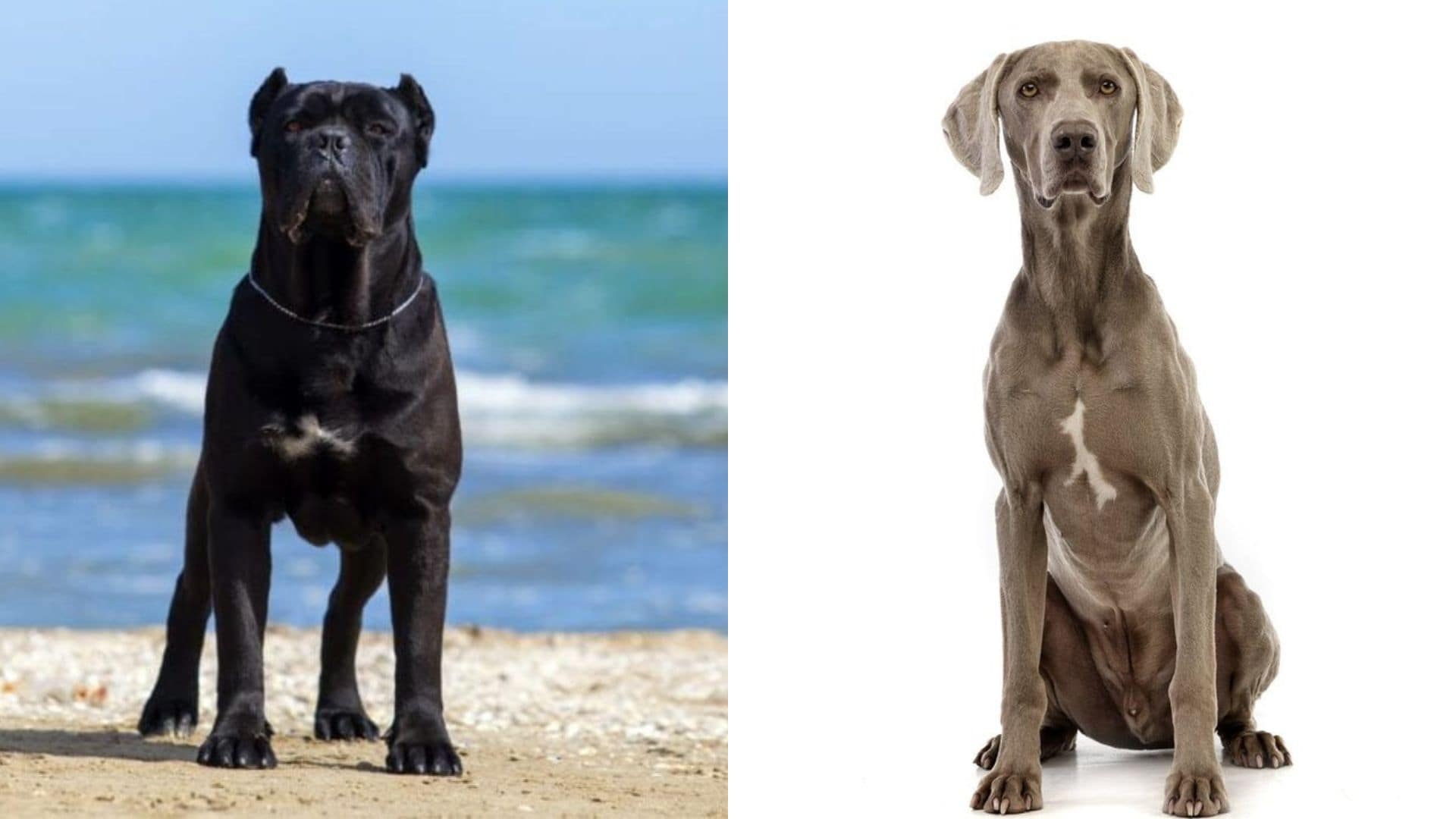 Cane Corso Weimaraner Mix