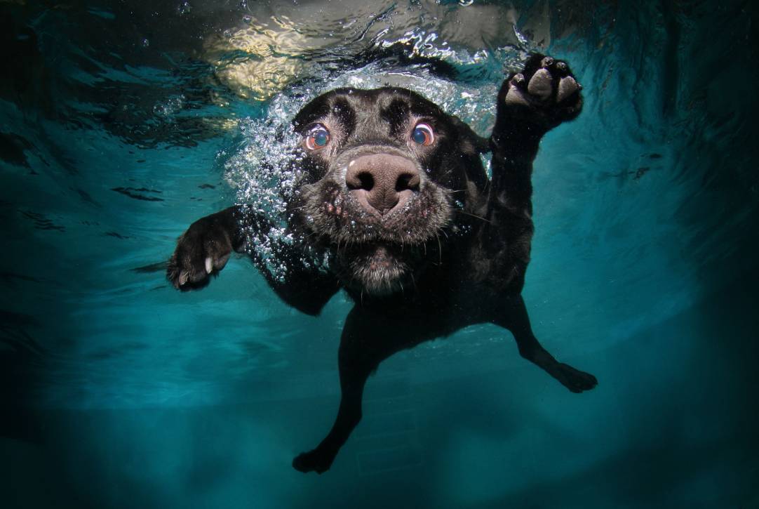 black dog in under water