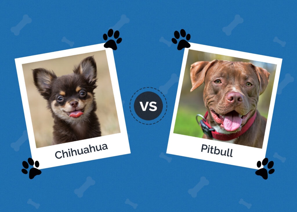 Chihuahua vs Pitbull