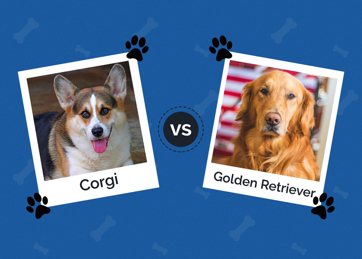Corgi vs Golden Retriever