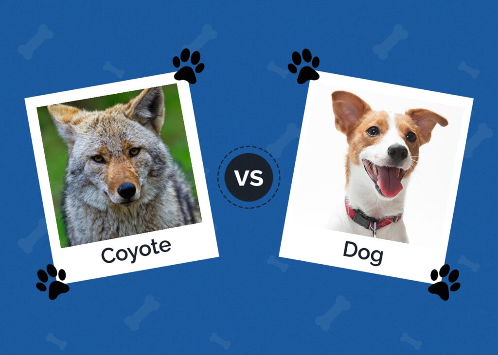 Coyote vs Dog