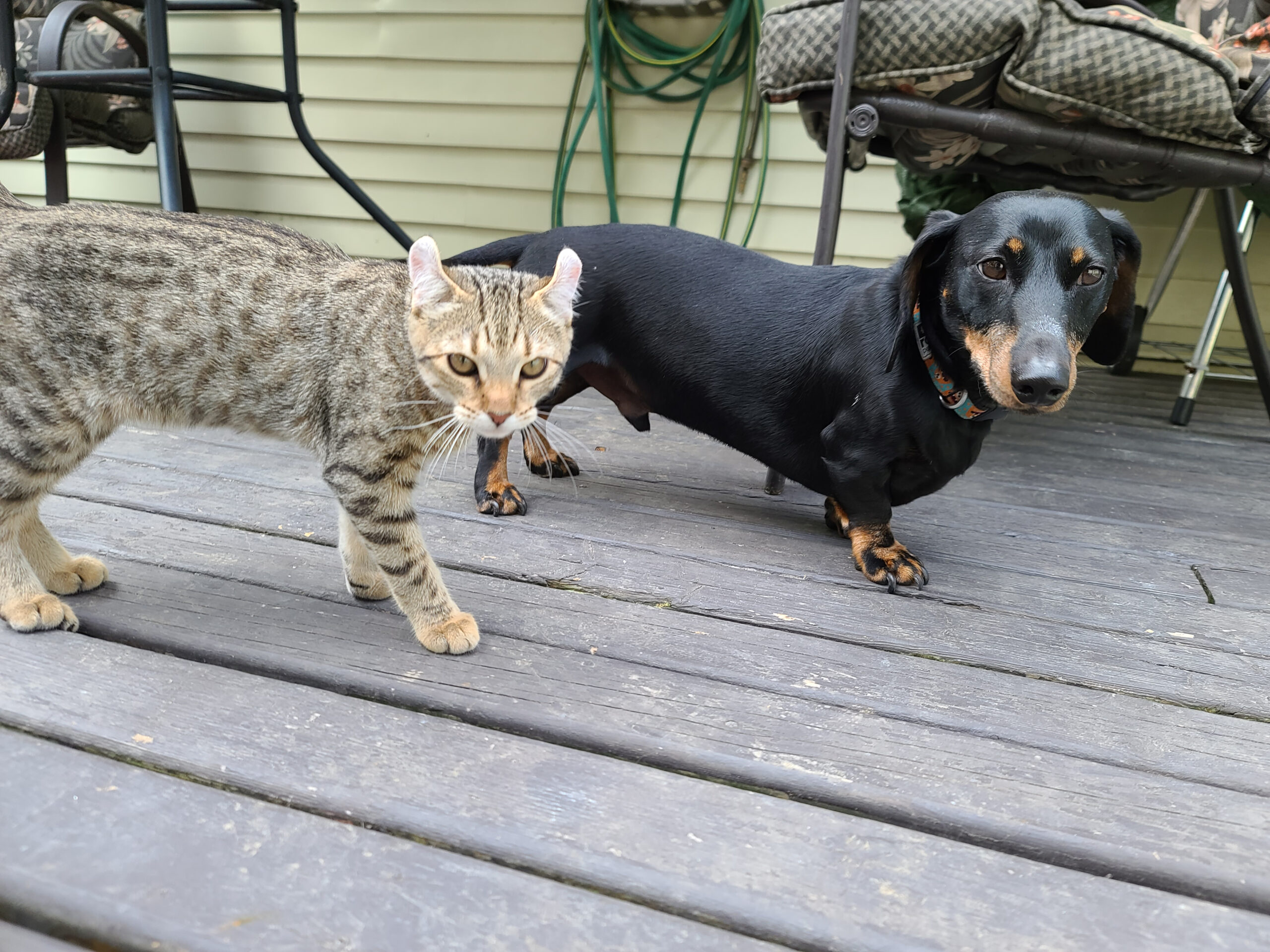 Dachshund and Savannah Cat